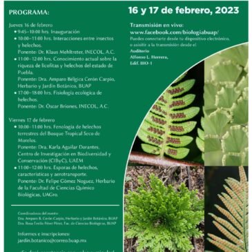 Seminario virtual sobre Licofitas y helechos