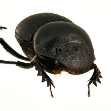 UNA ESPECIE DE ESCARABAJO COPRÓFAGO NUEVA PARA LA CIENCIA