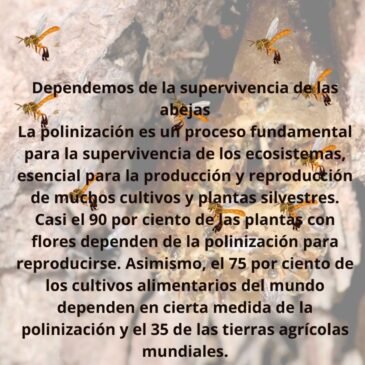 Día mundial de las abejas