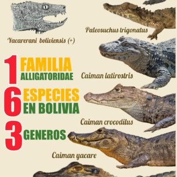 17 DE JUNIO  DIA DE LOS CAIMANES – COCODRILOS – GAVIALES