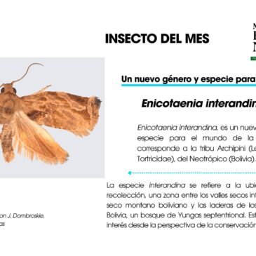 NUEVO GÉNERO Y ESPECIE DE INSECTO PARA LA CIENCIA