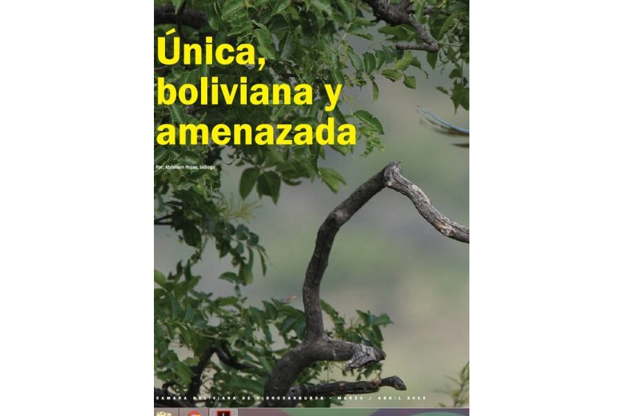 Única, boliviana y amenazada